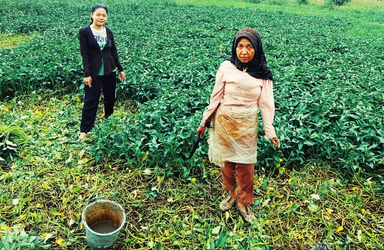 Sekelumit Harapan Si 'Pemetik Sayur'