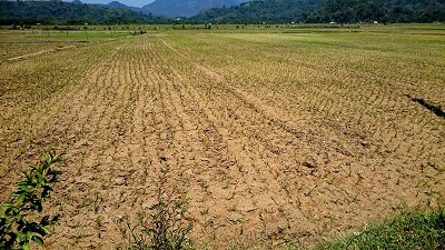 Para Petani Di Kecamatan IV Jurai Pessel Dan Bayang Mulai Risih Akibat Sawah Terancam Kekeringan