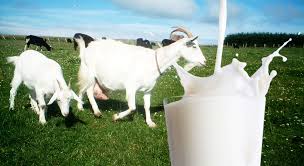 KANDUNGAN DAN MANFAAT SUSU KAMBING