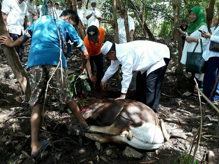 Wagub Nasrul Abit Sembelih Sapi Qurban Yayasan Rohana Khudus