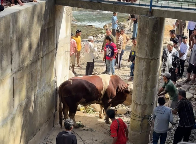 "Lambo", Sapi Kurban 1,2 Ton Milik Wagub Sumbar Hebohkan Warga Pelosok Pasaman