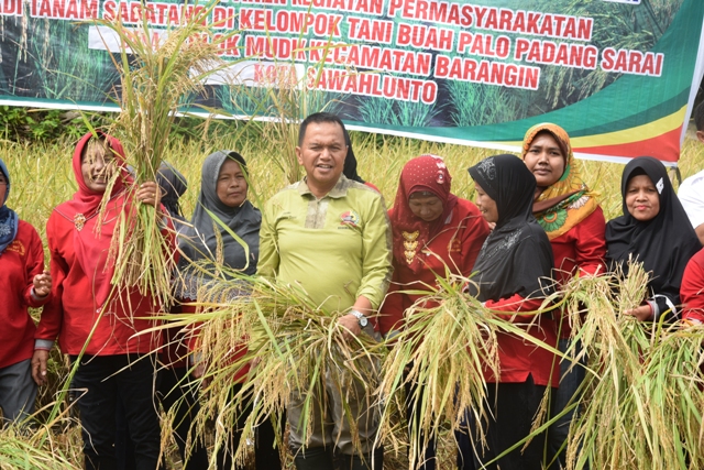 Panen Padi Buah Palo Padang Sarai Tembus 7,4 Ton per Ha