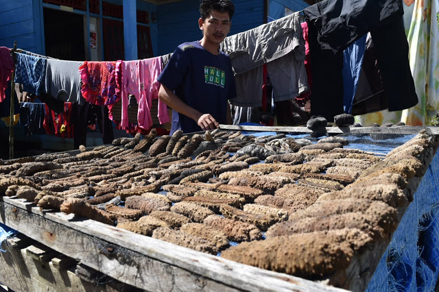 Bertaruh Nyawa Demi Berburu Teripang di Laut Mentawai