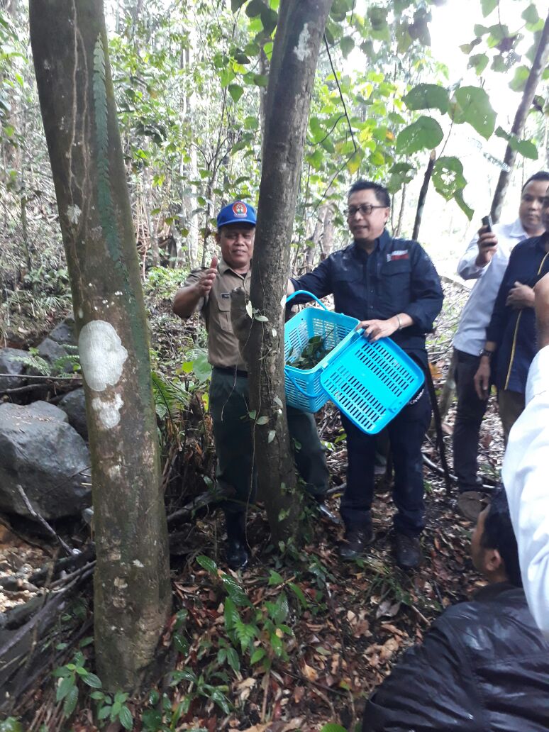 8 Ekor Kukang Sitaan Dilepasliarkan  di Taman Hutan Raya Bung Hatta Padang