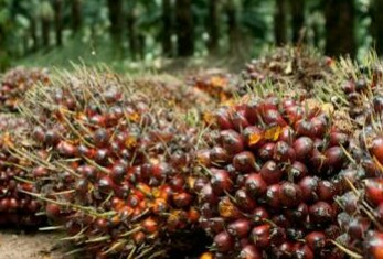 Penetapan harga TBS Bulan Juni 2017