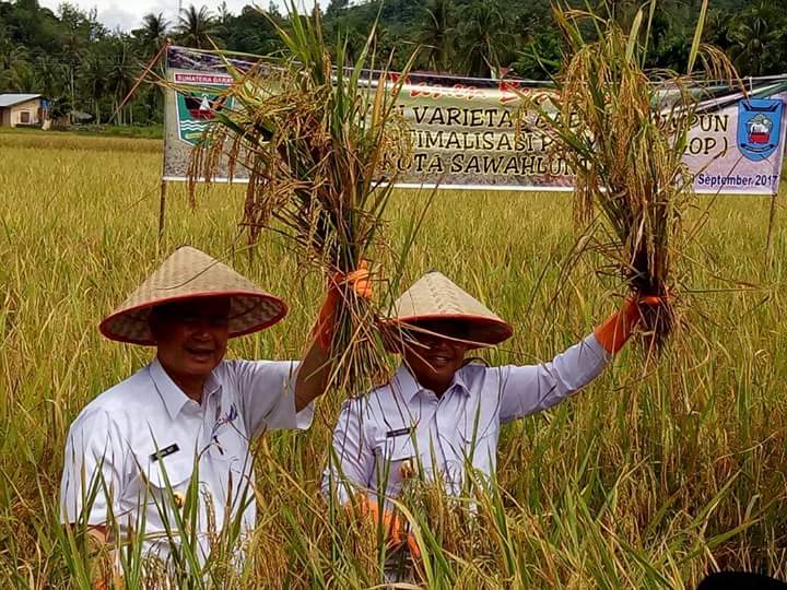 Panen Bersama Padi Varietas Gadang Rumpun di Desa Rantih Talawi