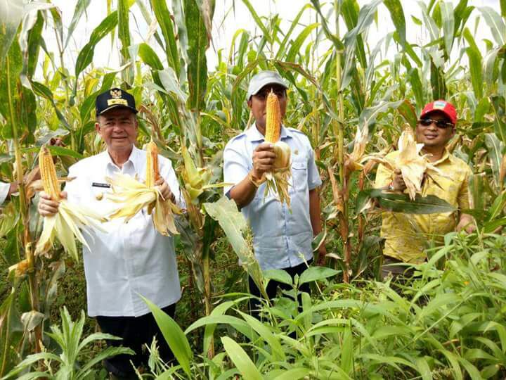WAGUB NASRUL ABIT MEMANEN JAGUNG