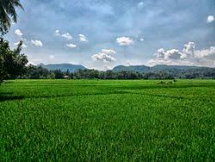 Tahun 2018 Sumbar Bakal Cetak Sawah Baru di Tiga Daerah