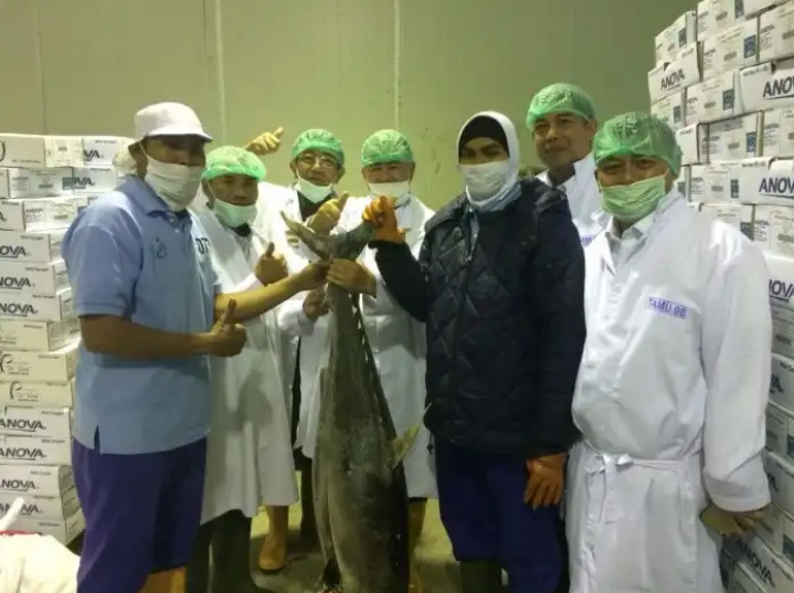 Pengolahan Ikan Tuna Berikan Dampak Ekonomi yang Baik Bagi Masyarakat