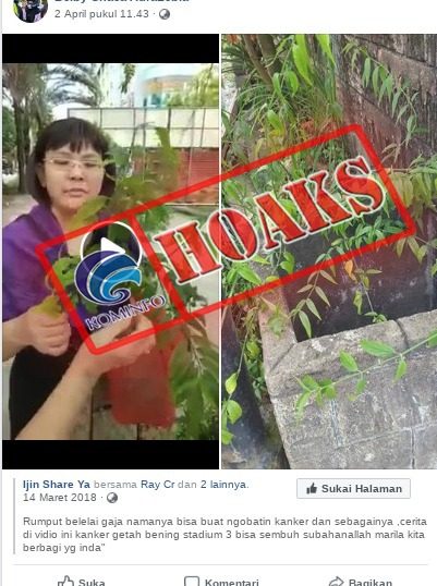 Rumput belalai gajah bisa mengobati kanker [Hoax]