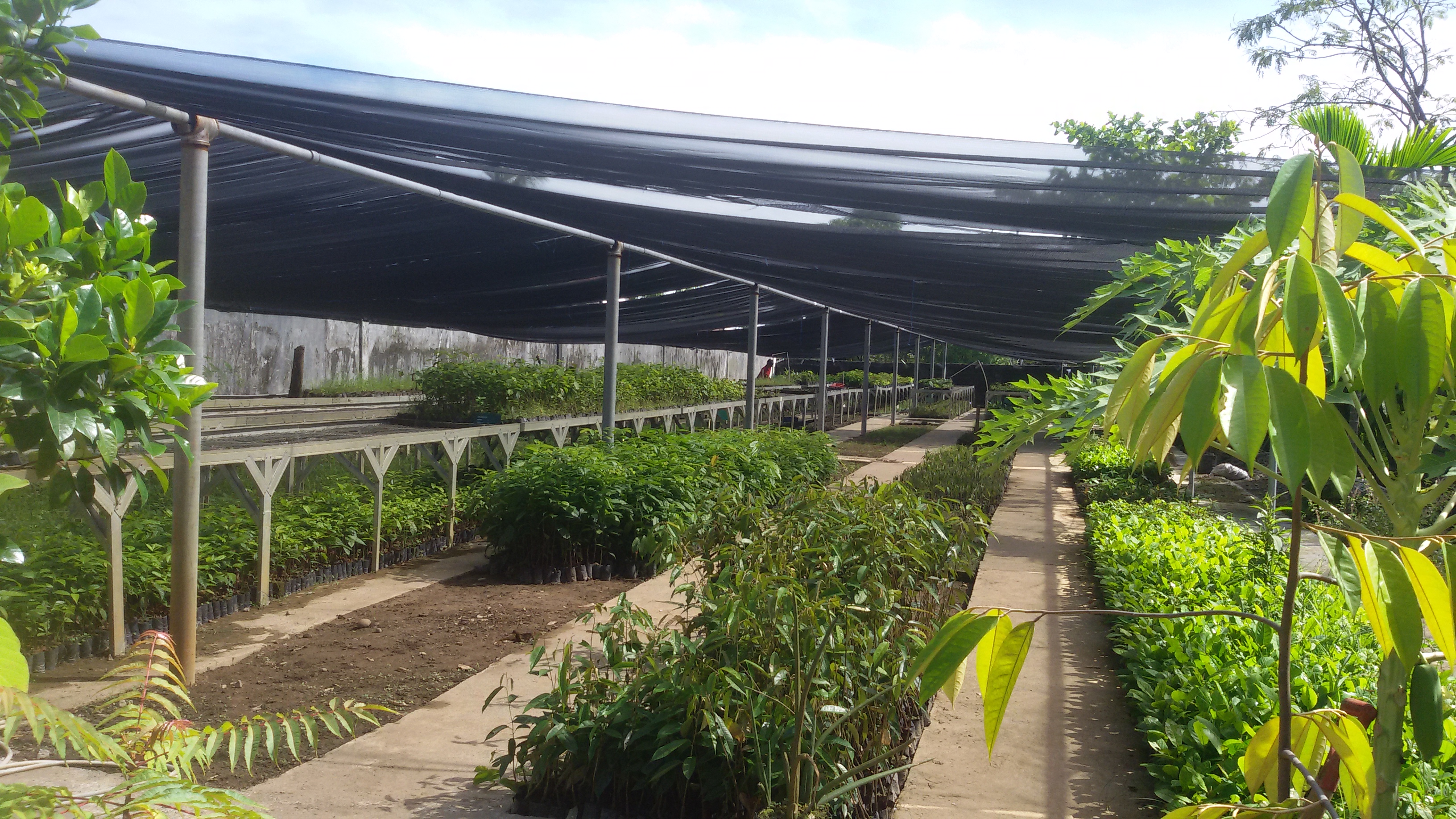 Dinas Kehutanan Provinsi Sumatera Barat Kembali Sediakan Bibit Untuk Masyarakat