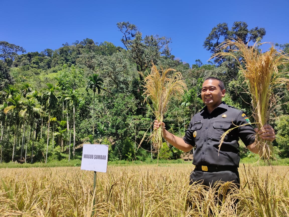 Sumbar Targetkan Produksi Padi 1.5 Juta Ton di Tahun 2022 