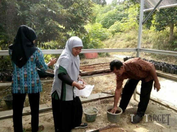 BPP Sijunjung Bagikan Bibit Cabai Gratis