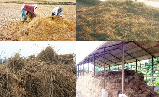 MENGOLAH FERMENTASI JERAMI UNTUK PAKAN TERNAK 