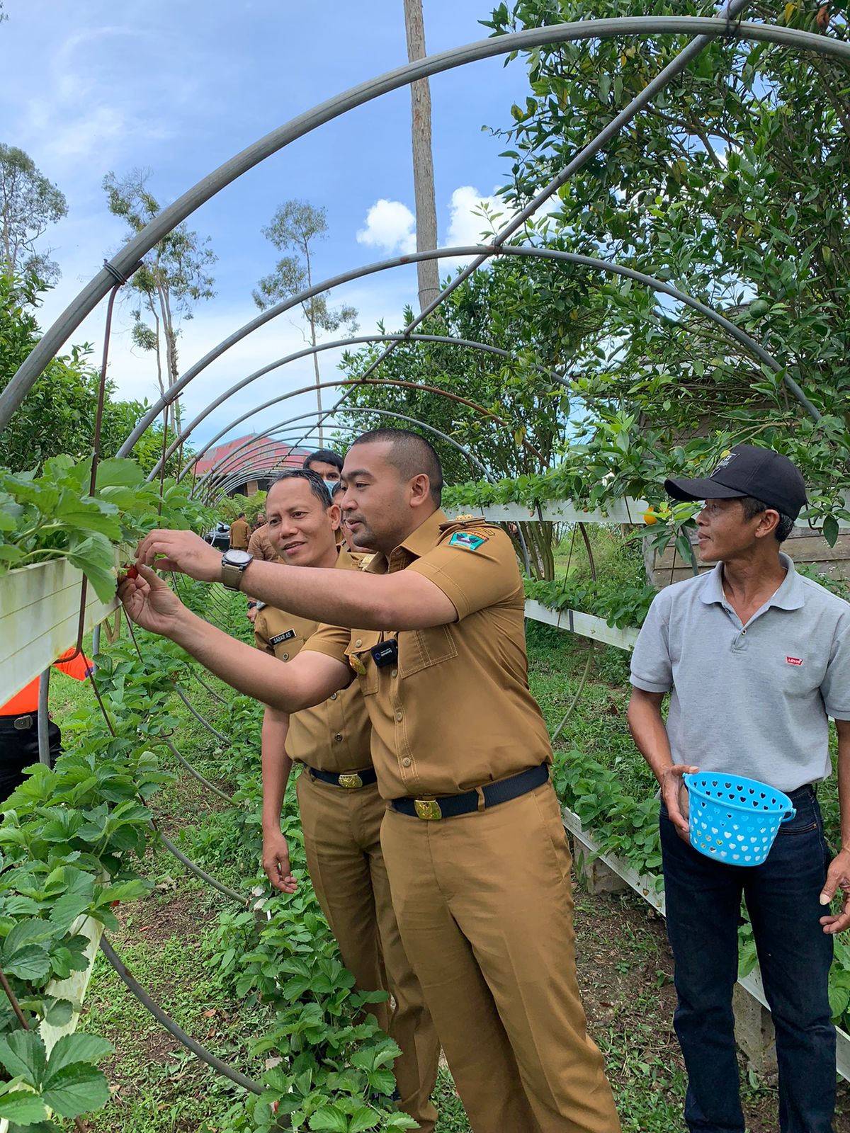 Dukung Pariwisata Pasaman, Taman Bunga dan Kebun Jeruk di Puncak Tonang Siap Berbenah Sambut Wisatawan 