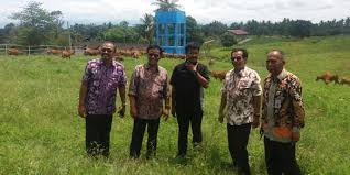 Peternakan Sapi Air Runding, Lama Mati Suri Kini Bangkit Lagi