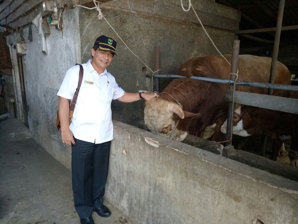 PRESIDEN JOKOWI KIRIM SAPI 1 TON UNTUK KURBAN DI SUMBAR