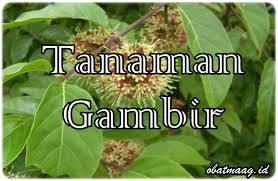 Pelatihan Produk Turunan Gambir / Petani Gambir Dalam Rangka Pengembangan Ekonomi Lokal dan Daerah Kabupaten Lima Puluh Kota dan Pesisir Selatan Tahun Anggaran 2017