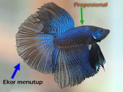 KONTES IKAN CUPANG HIAS 2018