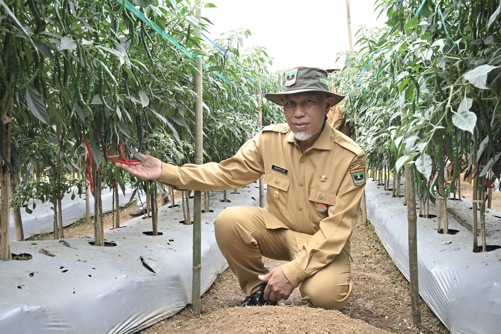 Sumbar Dapat Alokasi Tambahan 120.530 Ton Pupuk Bersubsidi, Gubernur Mahyeldi: Terimakasih Pak Menteri