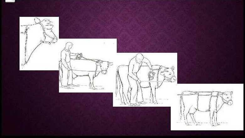 CARA MEREBAHKAN SAPI QURBAN 