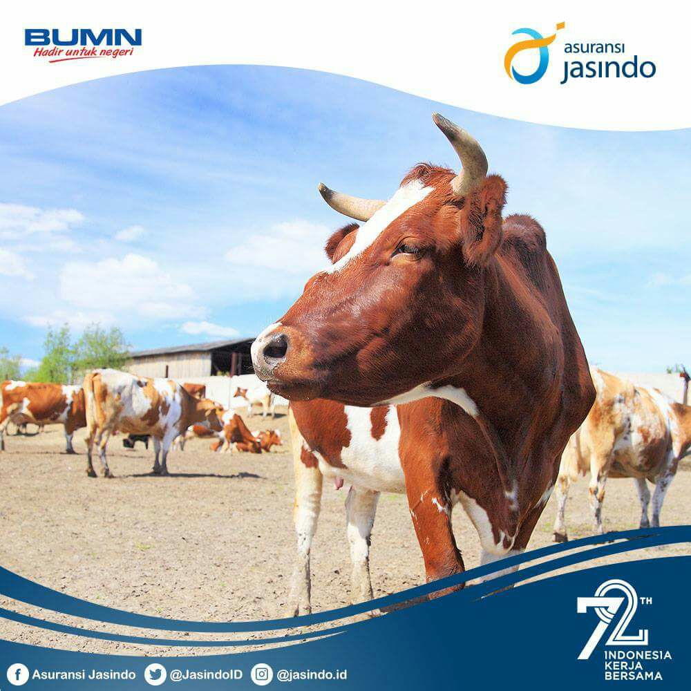 Asuransi Usaha Ternak Sapi (AUTS)