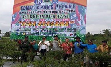 Panen Cabai Kopay  di Kota Payakumbuh