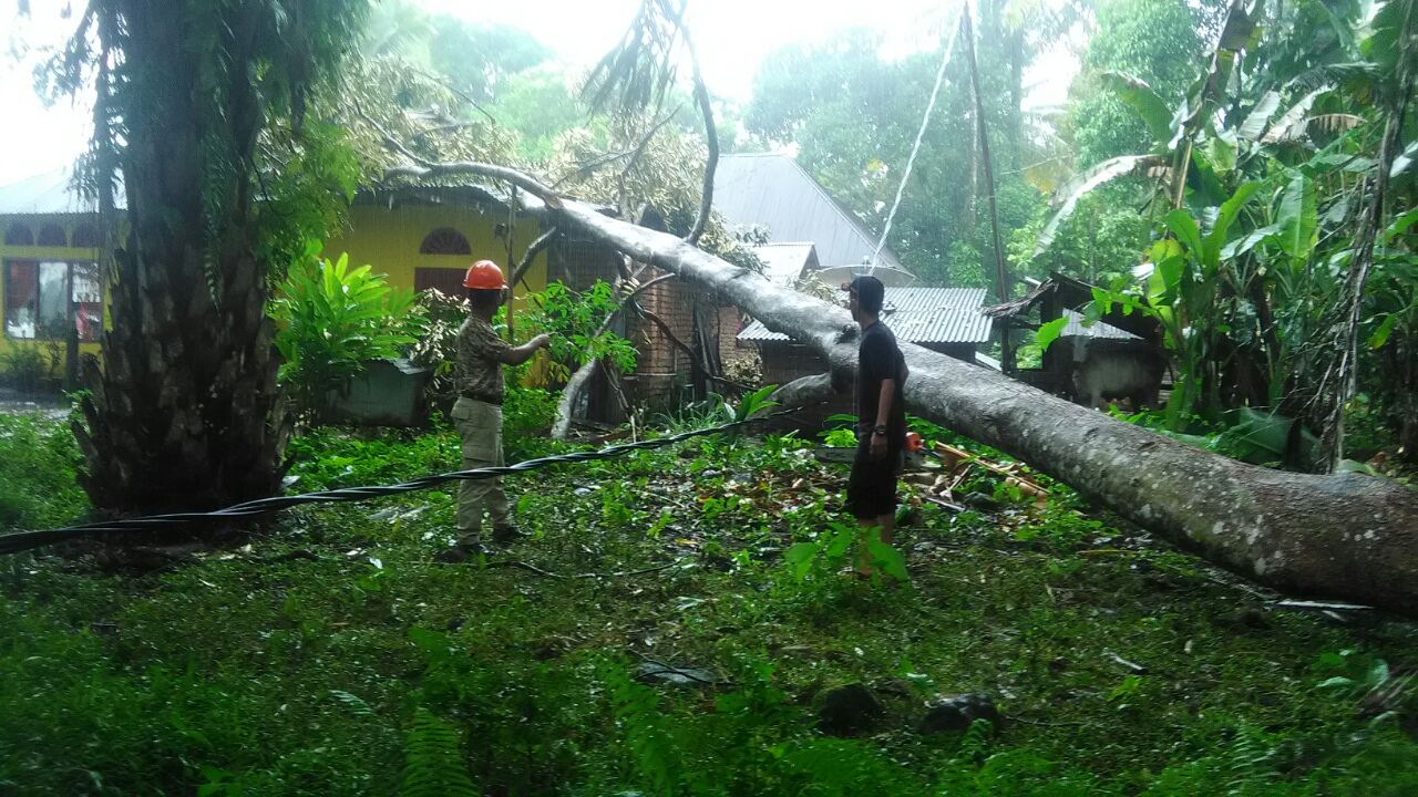 Akibat Angin kencang, Pohon Tumbang Timpa Rumah Warga 