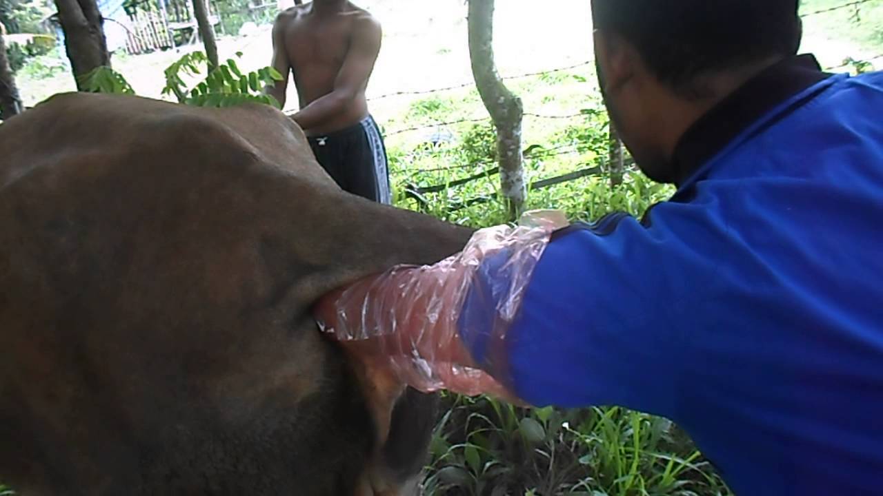 PALPASI REKTAL DAN PEMERIKSAAN KEBUNTINGAN (PKB)
