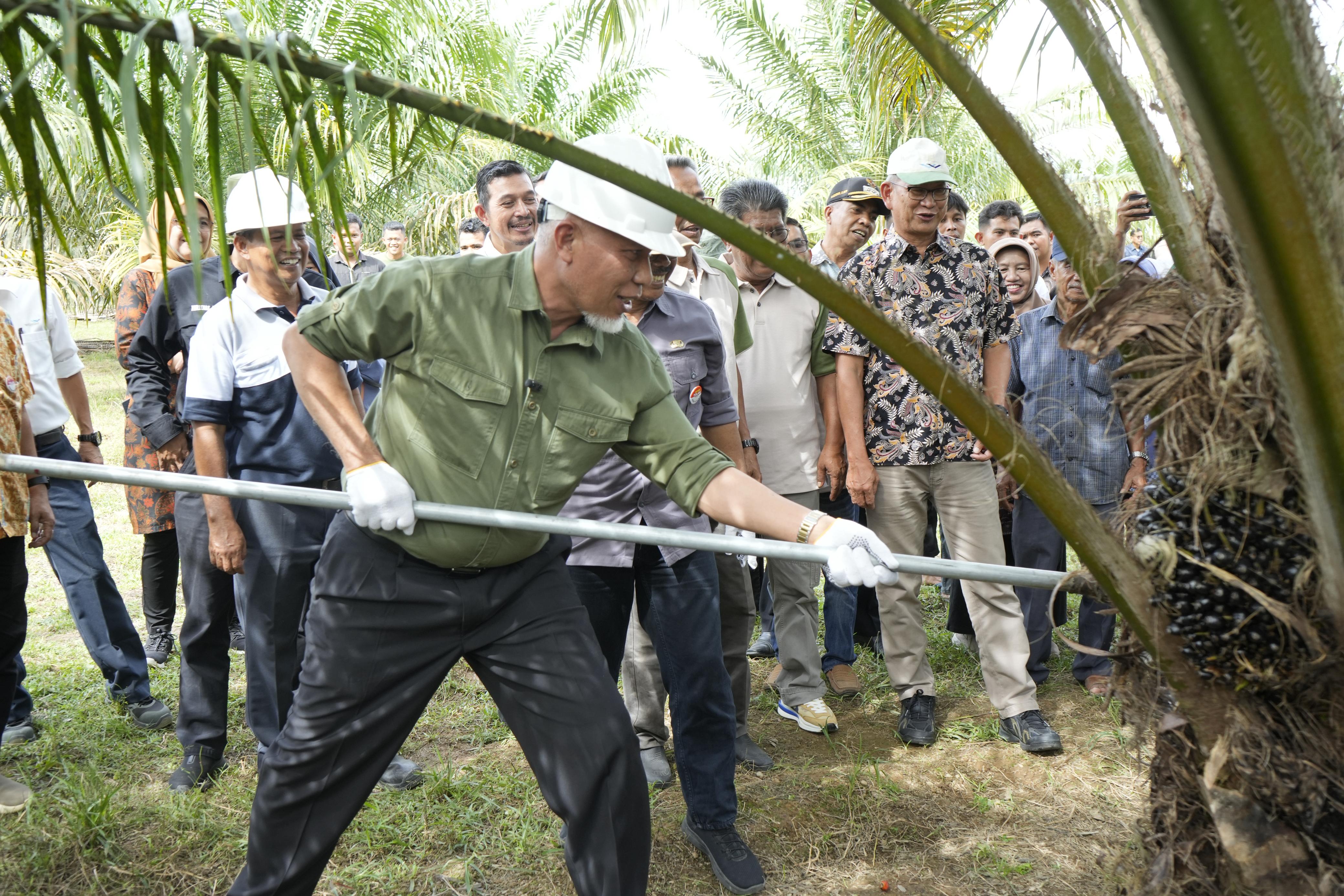 Replanting Sawit Berbuah Manis, Gubernur Mahyeldi Dorong Percepatan Produktivitas Perkebunan Rakyat