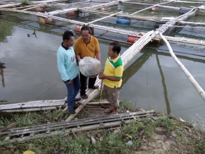 PENDISTRIBUSIAN IKAN NILA TAHUN 2017 DI KAB/KOTA