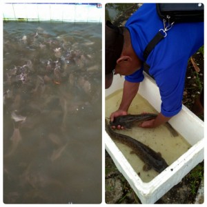 UPTD BBI SICINCIN MELAKUKAN PENGEMBANGAN INDUK UNGUL LELE 