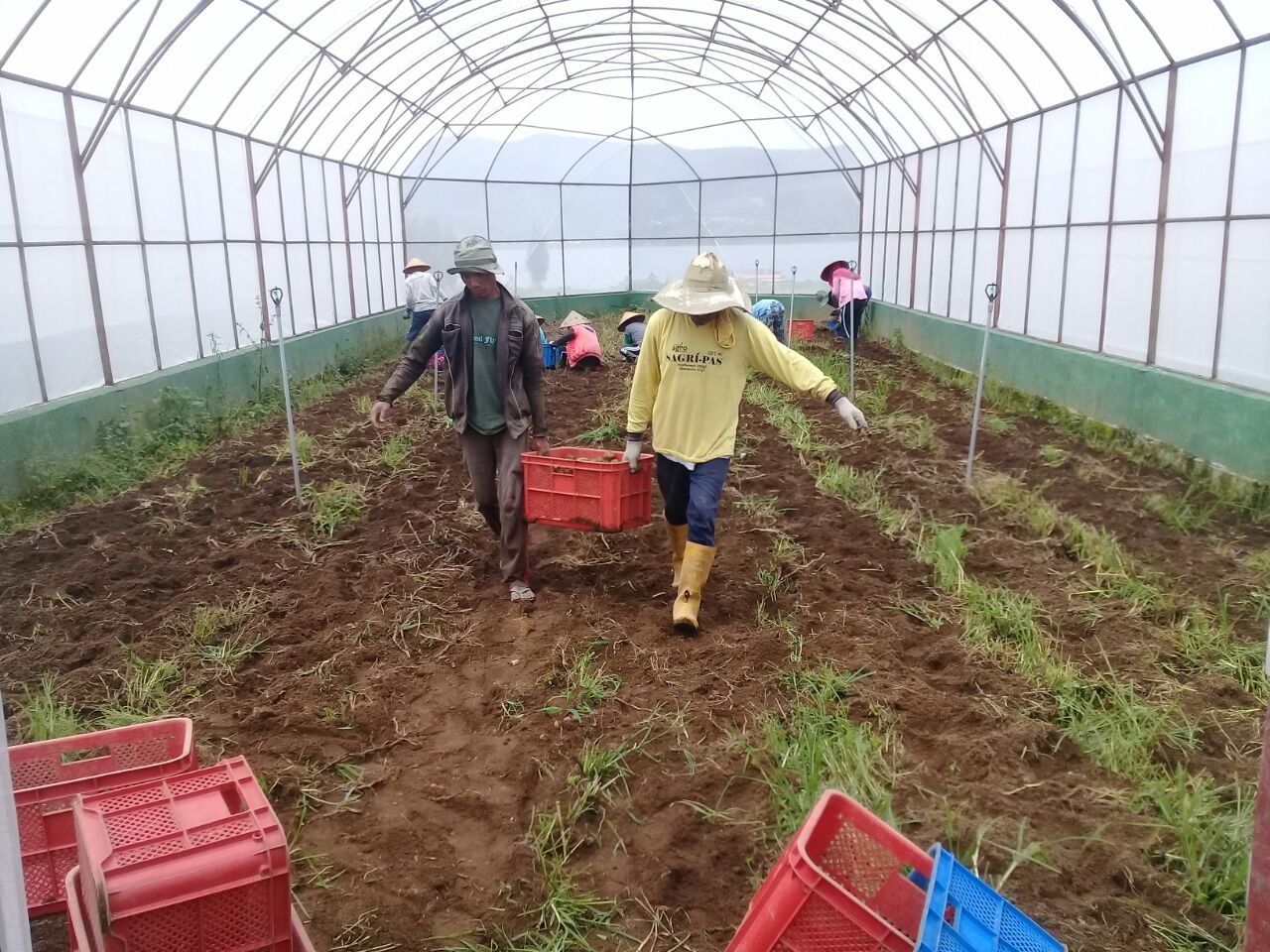 KEGIATAN PERBANYAKAN BENIH DI UPTD BBI PPH SUMBAR