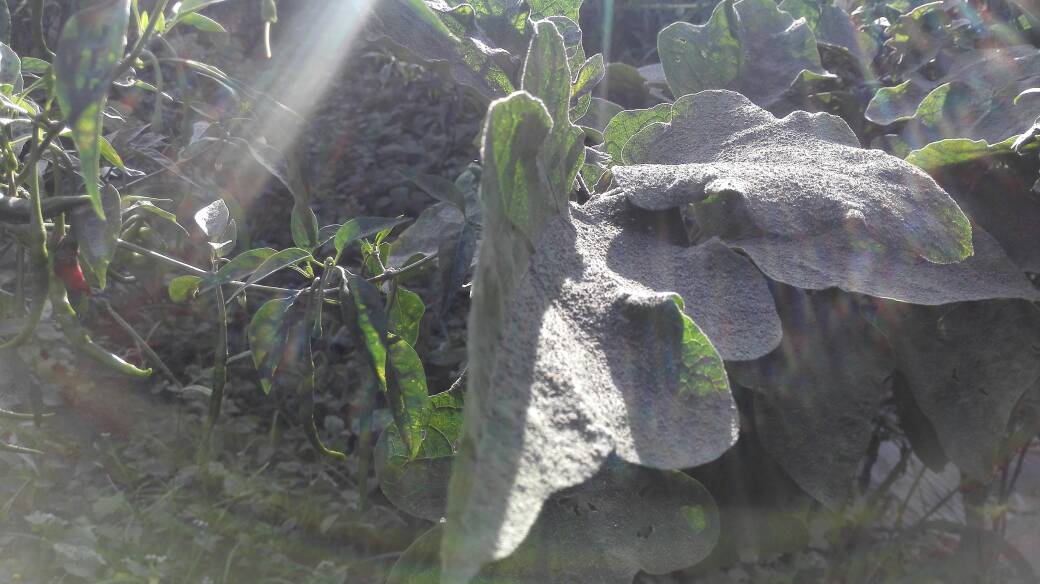 GUNUNG MARAPI MELETUS, RADIUS 3 KM TIDAK BOLEH ADA AKTIVITAS