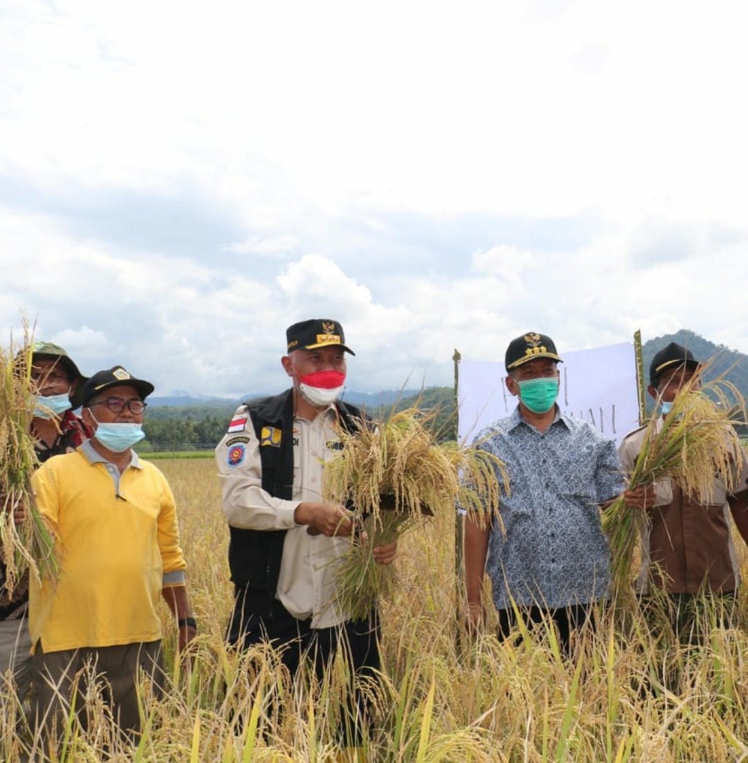 Gubernur Panen Perdana Padi Organik di Pessel, Petani Curhat Minta Irigasi Permanen