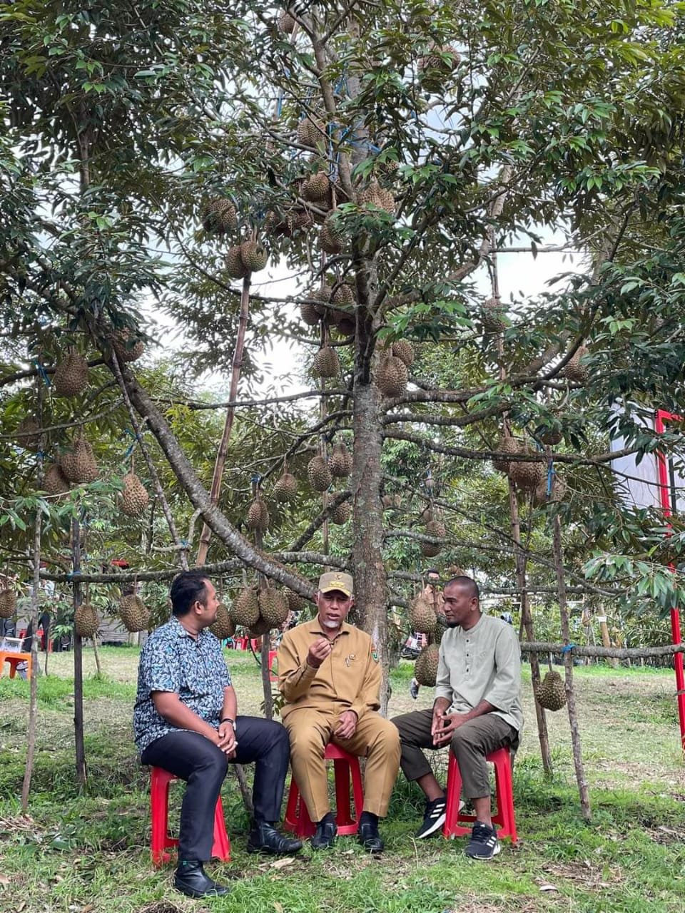 Sumbar Panen Durian, Buya Mahyeldi: Sinergi Petani dan Pengusaha Inovasikan Hilirisasi Durian