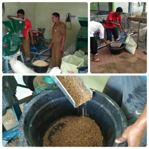 UPTD BBI SICINCIN DALAM GERAKAN PAKAN IKAN MANDIRI (GEPARI)