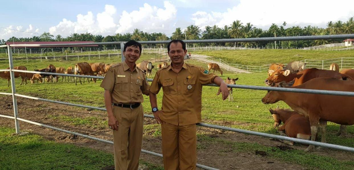 Potensi Besar Peternakan Sapi Air Runding 