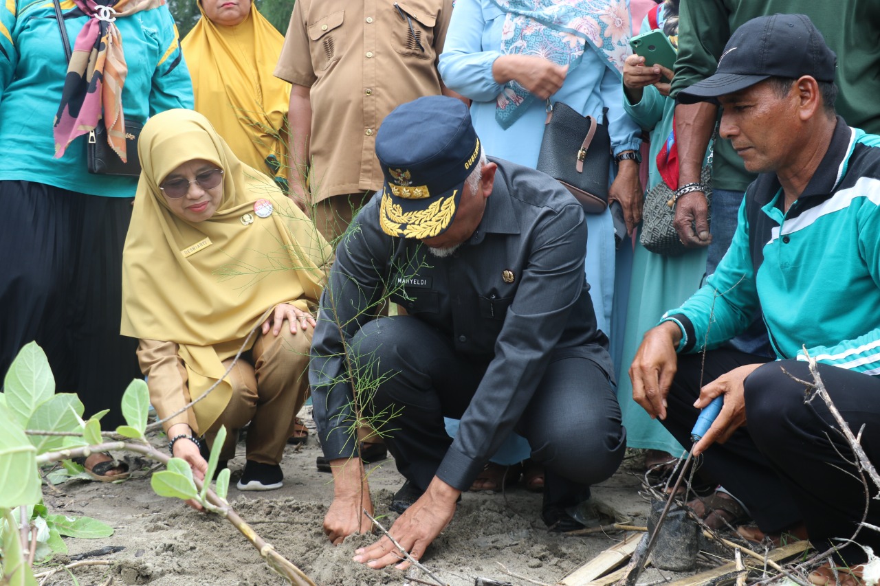 Gubernur Sumbar Tanam 1.400 Batang Cemara Laut di Pantai Nagari Nyiur Melambai 