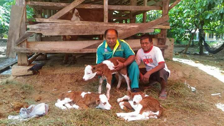 Sapi Dari Dharmasraya Lahirkan Anak Betina Kembar Tiga