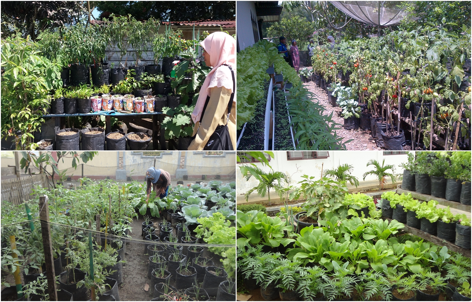 Pengembangan Kawasan Rumah Pangan Lestari (P-KRPL)