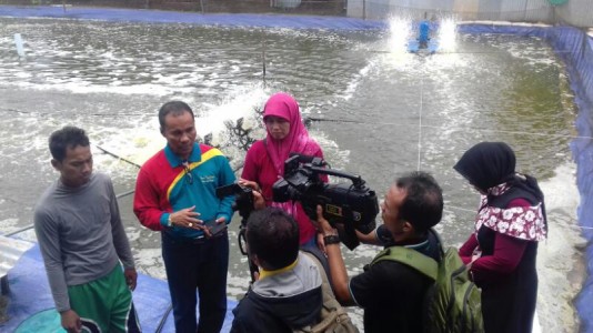 PANEN PERDANA UDANG VANAME DI KABUPATEN PADANG PARIAMAN