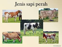 JENIS-JENIS SAPI PERAH