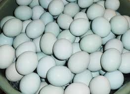 Produksi Telur Itik Pessel Tembus Pasar Lintas Provinsi