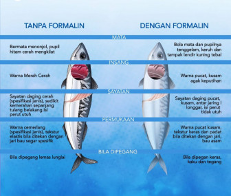 Ciri-ciri Ikan Segar Berformalin