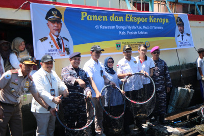 Panen Raya KJA Sungai Nyalo, Ikan Kerapu Primadona Ekspor Sumbar